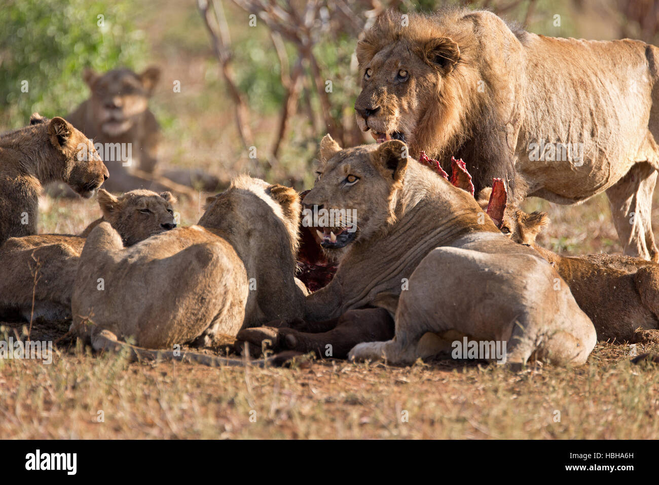 a pride of lions eats a buffalo Stock Photo Alamy