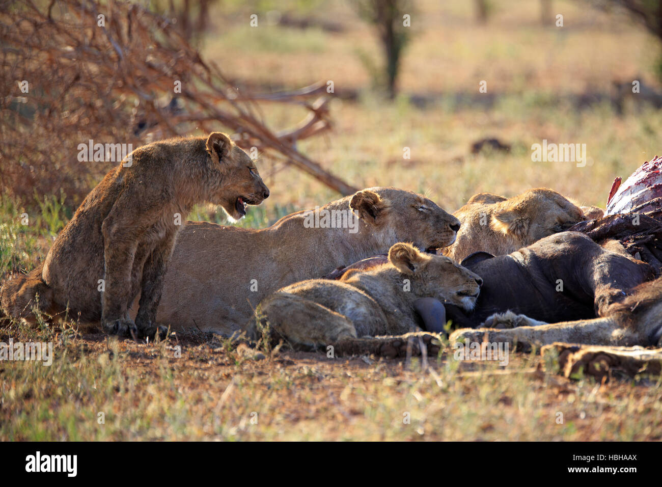 a pride of lions eats a buffalo Stock Photo Alamy