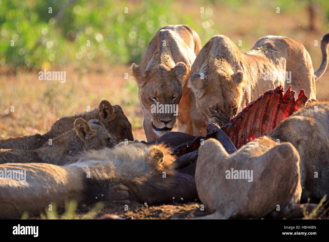 a pride of lions eats a buffalo Stock Photo Alamy