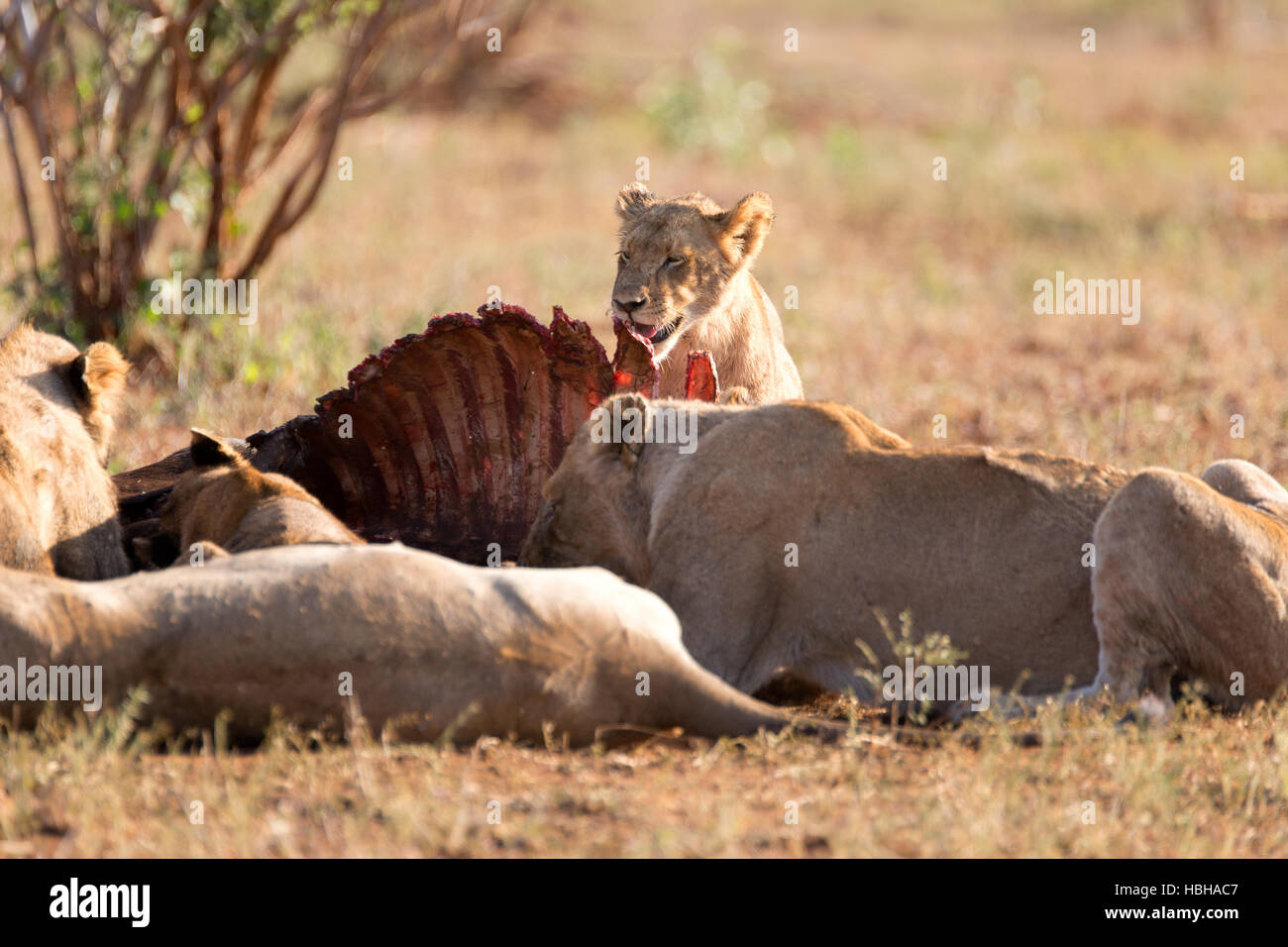 a pride of lions eats a buffalo Stock Photo Alamy