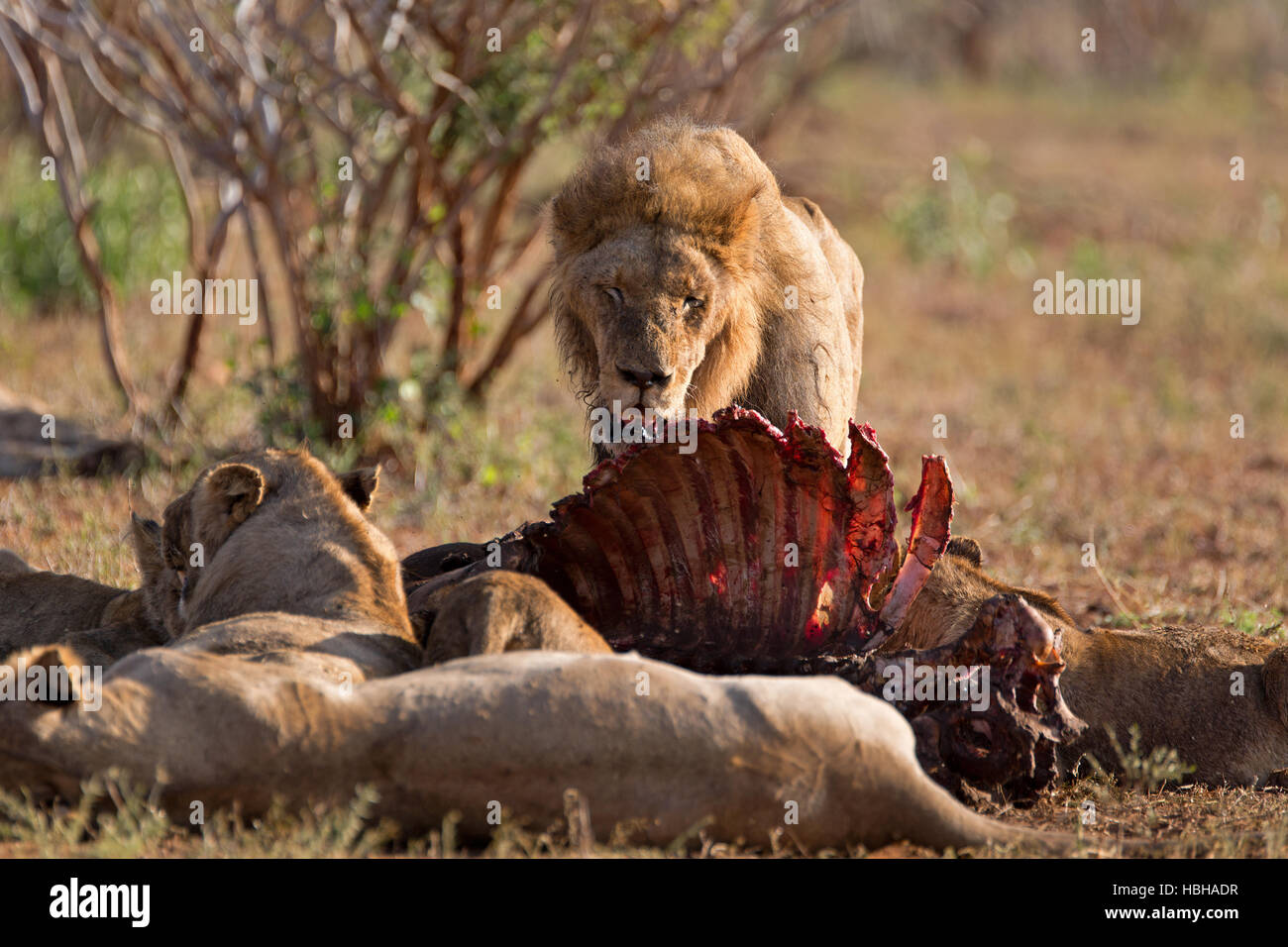 a pride of lions eats a buffalo Stock Photo Alamy