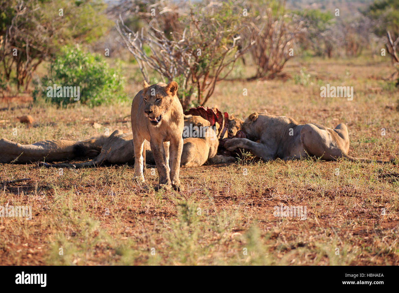a pride of lions eats a buffalo Stock Photo Alamy