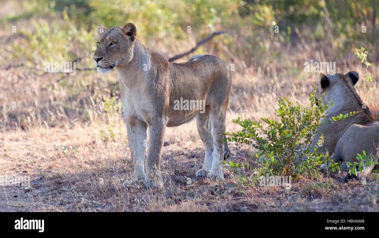 Pride of lions in the African bush Stock Photo - Alamy