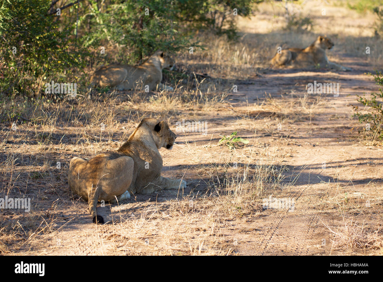 Pride of lions in the African bush Stock Photo - Alamy