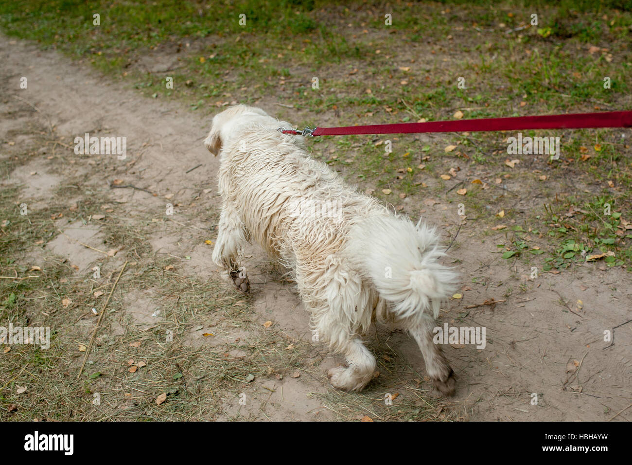 dog pulls on the leash Stock Photo Alamy