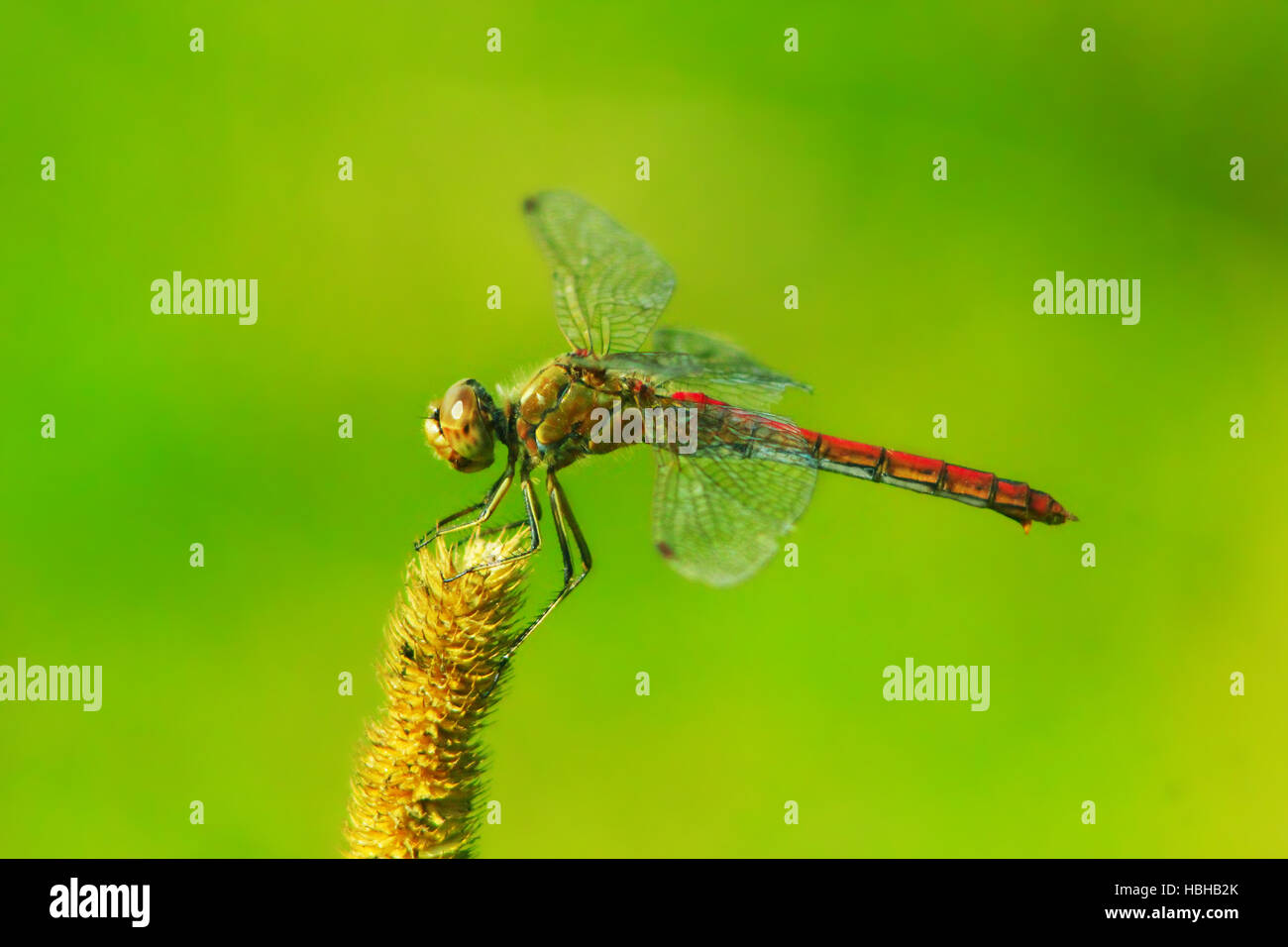 dragonfly sitting on the dry plant Stock Photo - Alamy