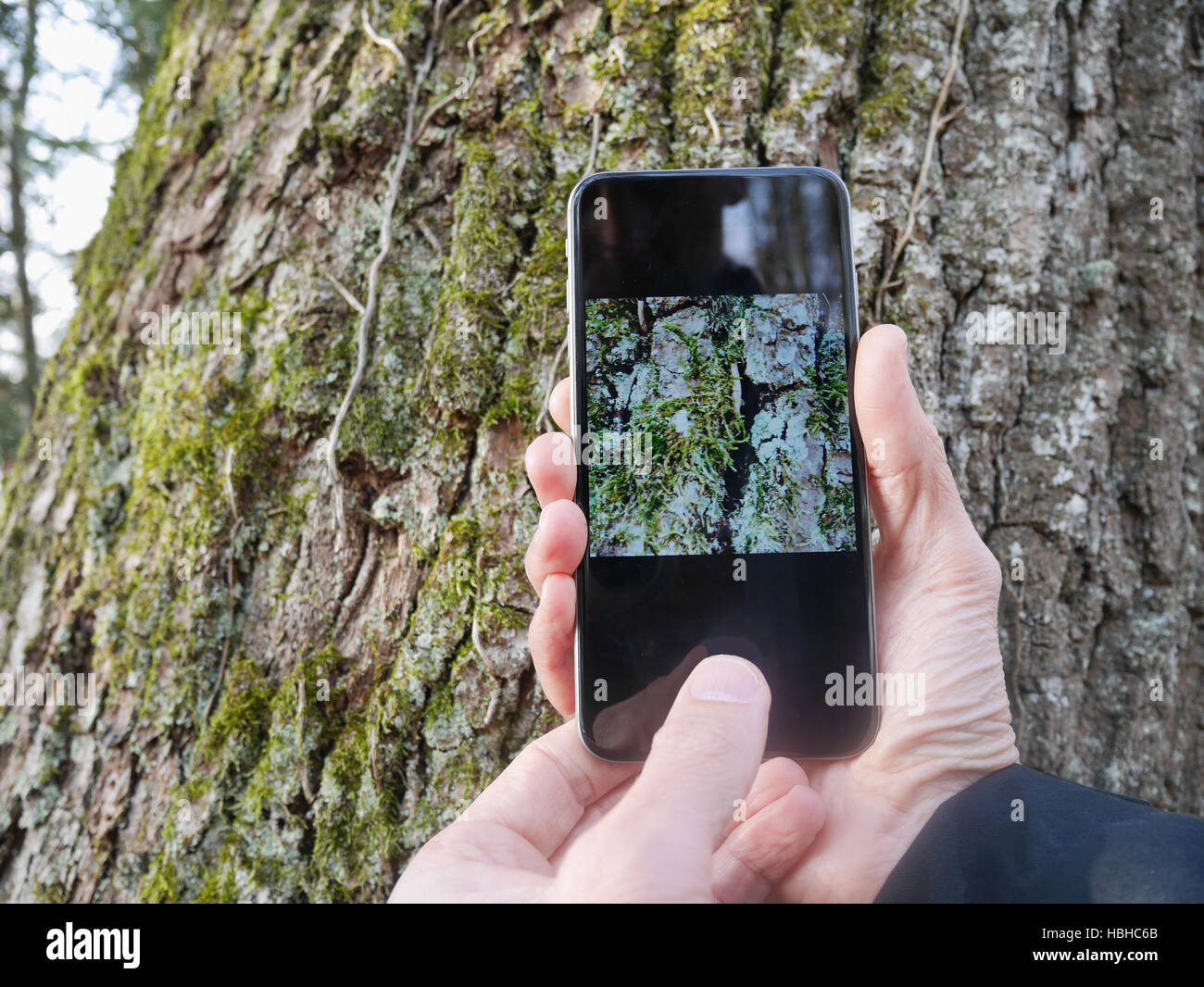 Man taking photo of tree trunk Stock Photo