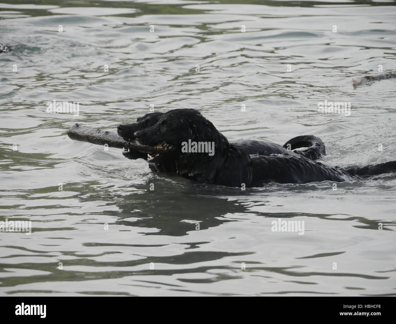 Dogs swimming with stick in their mouthes Stock Photo Alamy
