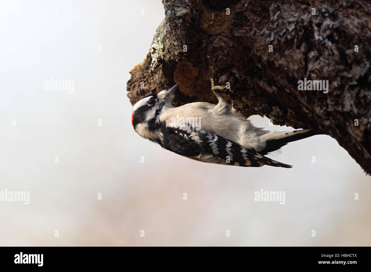 Hairy Woodpecker Perched on trunk of an oak tree Stock Photo