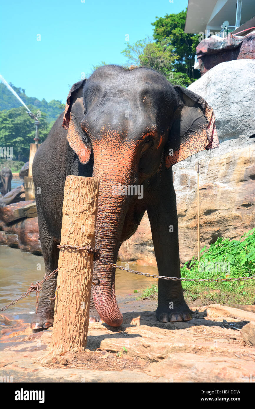 Elephants At Pinnawala Elephant Orphanage, Sri Lanka Stock Photo