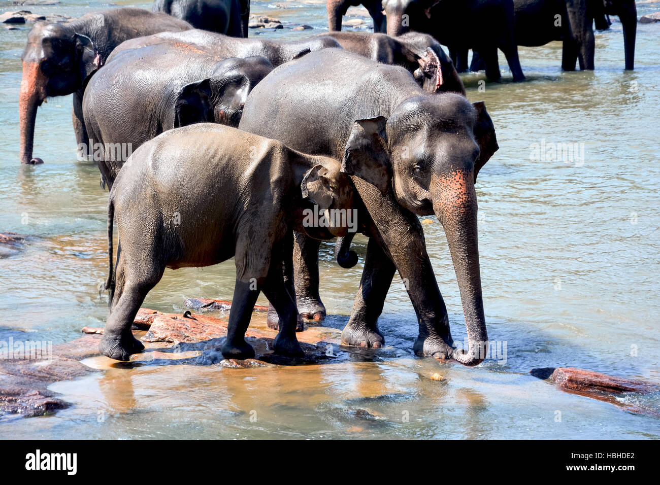 Elephants At Pinnawala Elephant Orphanage, Sri Lanka Stock Photo