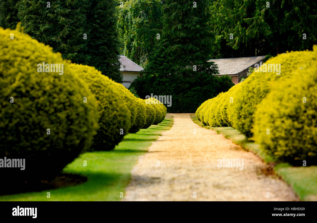 Alley of bushes in formal garden Stock Photo