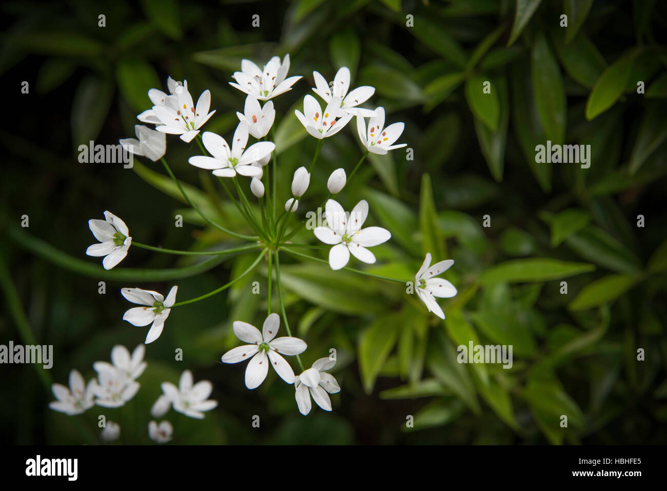 A macro and close up photo shot of White Gardenia flower plant taken in a garden. Stock Photo