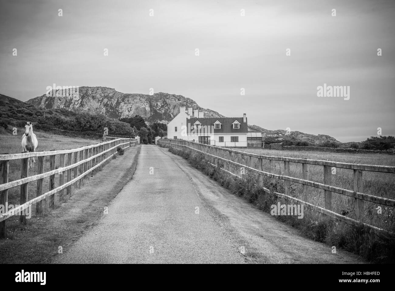 Black and white classic photograph of countryside farmland, farmhouse and horse. With a road passing through, Holyhead, North United Kingdom Stock Photo