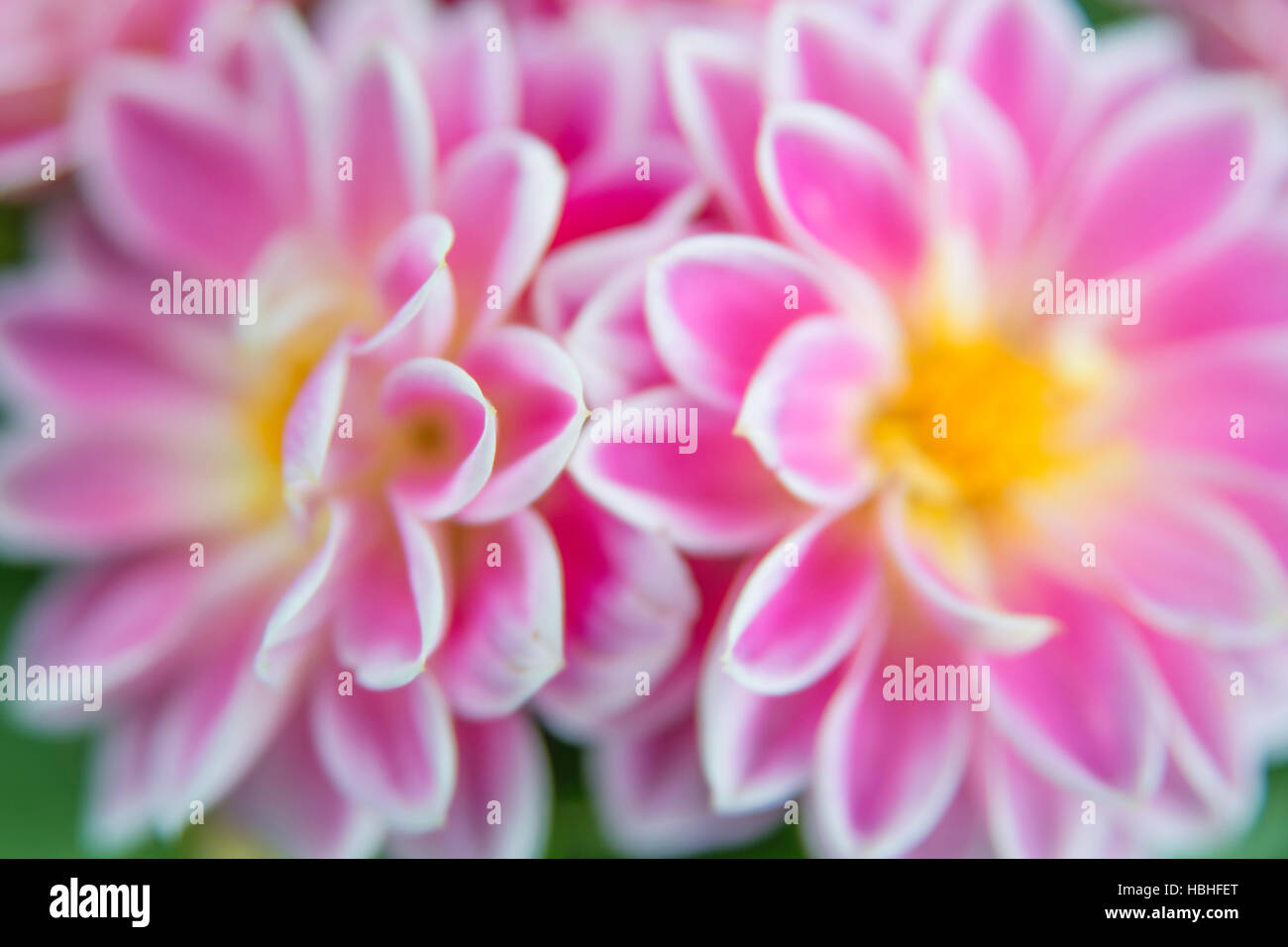Close up macro photography view of pink flower petals with yellow and white colors. Stock Photo