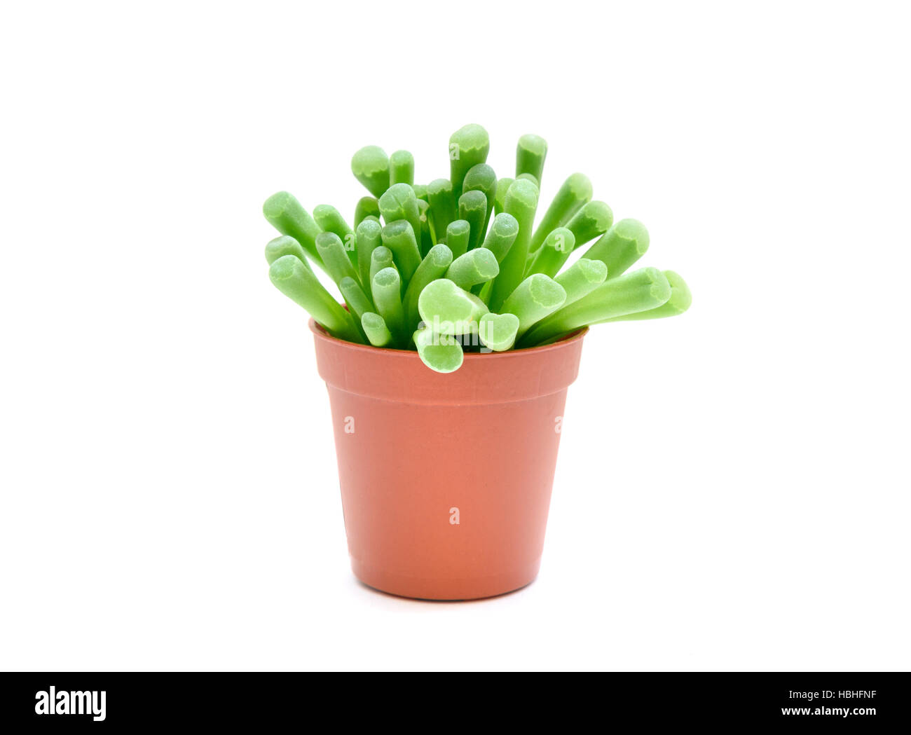Frithia pulchra succulent plant in flowerpot Stock Photo