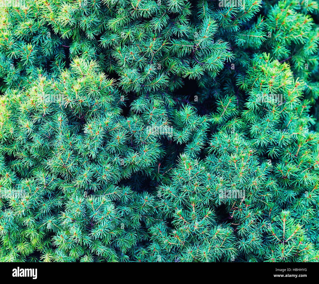 Fir tree background Stock Photo