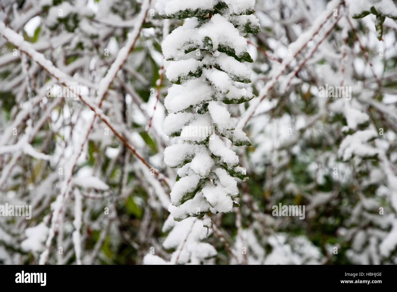 branch under heavy snow Stock Photo - Alamy
