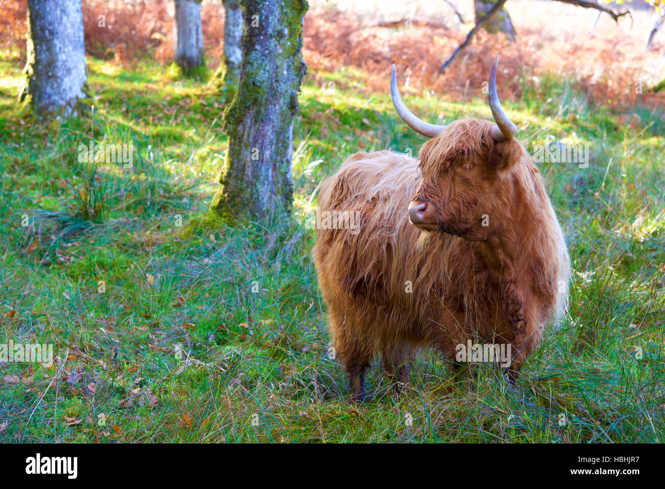 Highland Cow. Scotland Stock Photo