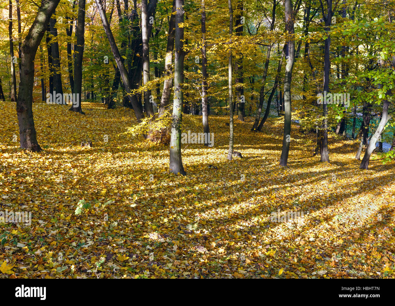 Carpet of autumn leaves in park Stock Photo - Alamy