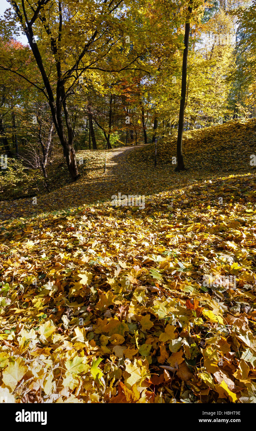 Carpet of autumn leaves in park Stock Photo - Alamy