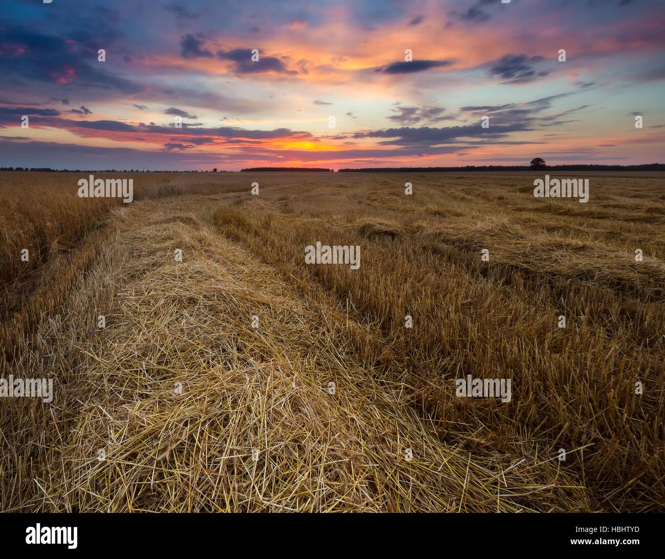 Stubble field at late summer Stock Photo - Alamy