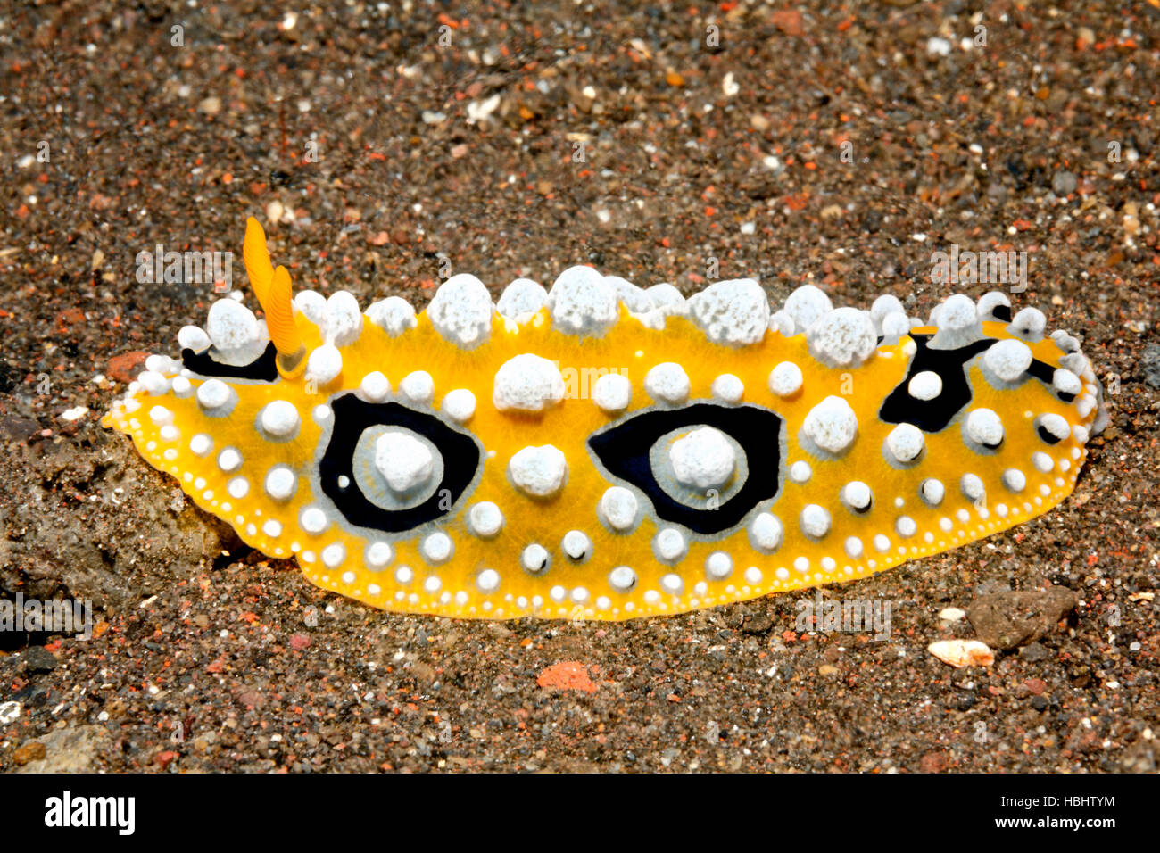 Nudibranch, Phyllidia ocellata, crawling across sand. Tulamben, Bali, Indonesia. Bali Sea, Indian Ocean Stock Photo