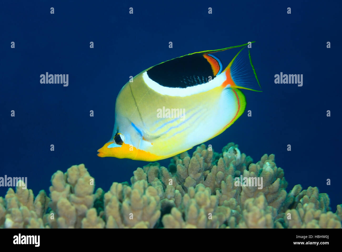 Saddled Butterflyfish, Chaetodon ephippium, swimming over coral reef with a deep blue water background. Stock Photo