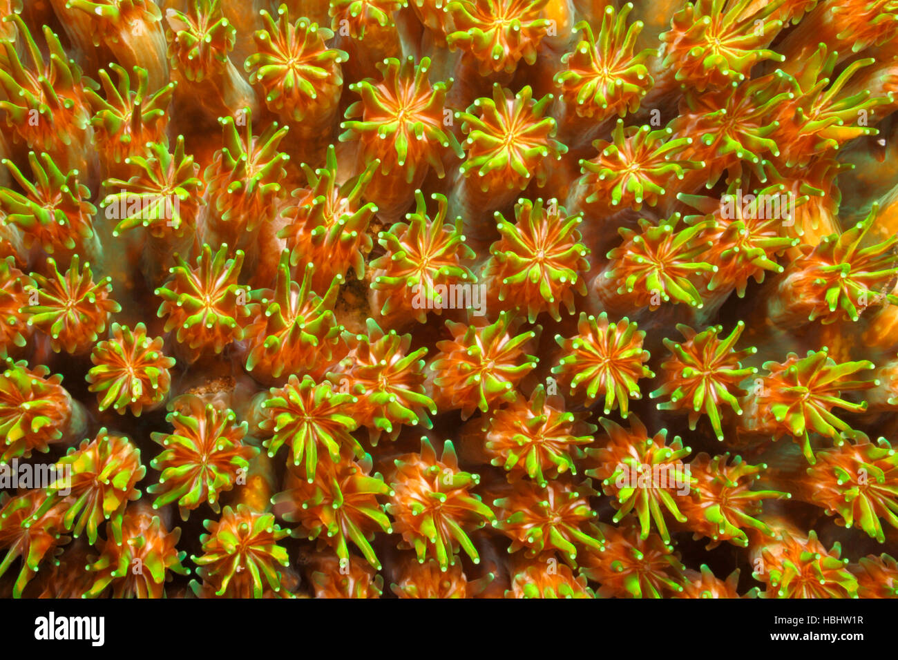 Hard Coral Polyps, probably Galaxea astreata, Tulamben, Bali, Indonesia Stock Photo
