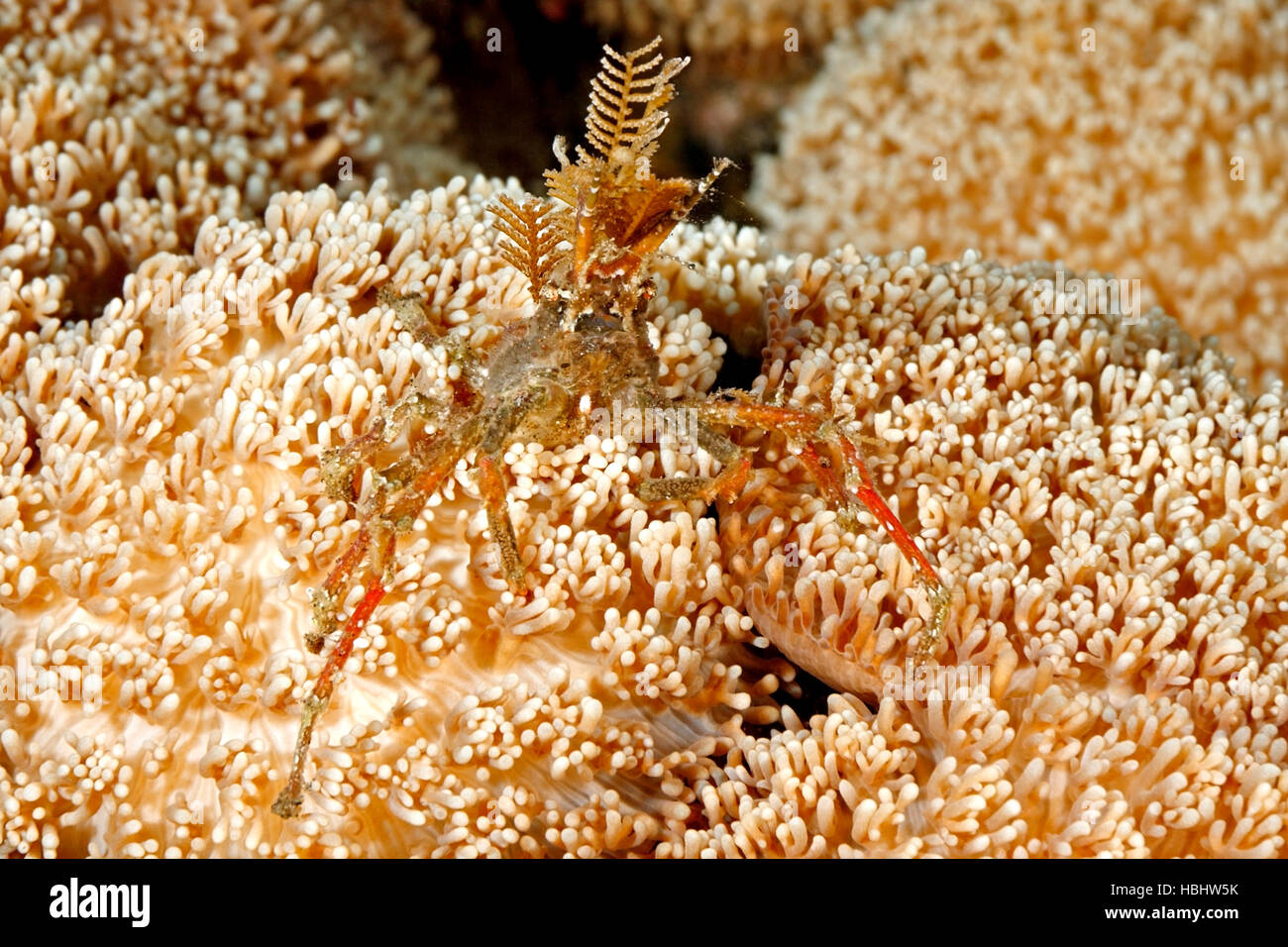 Decorator Crab, Hyastenus bispinosus. Tulamben, Bali, Indonesia. Bali Sea, Indian Ocean Stock Photo