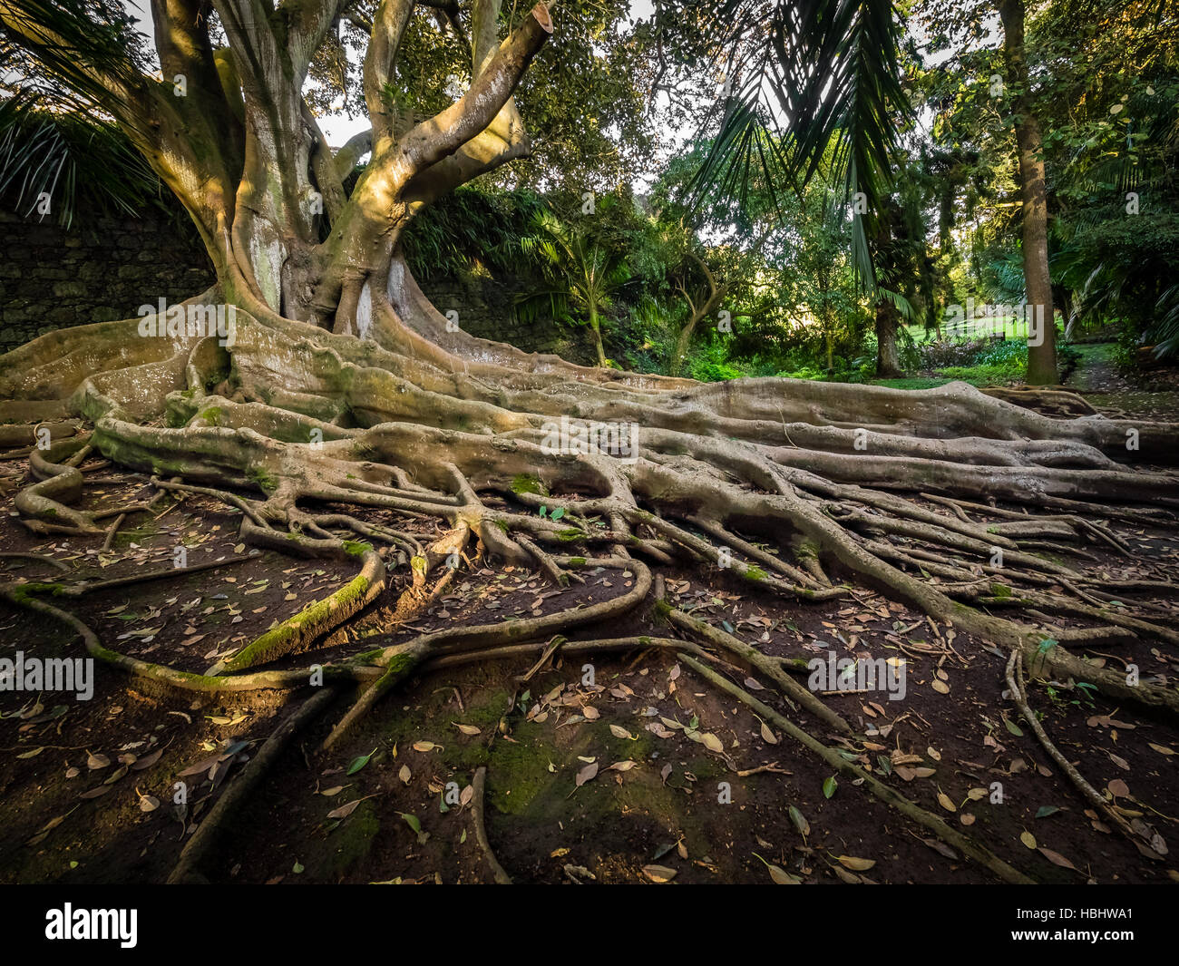 Enormous fig tree roots Stock Photo Alamy