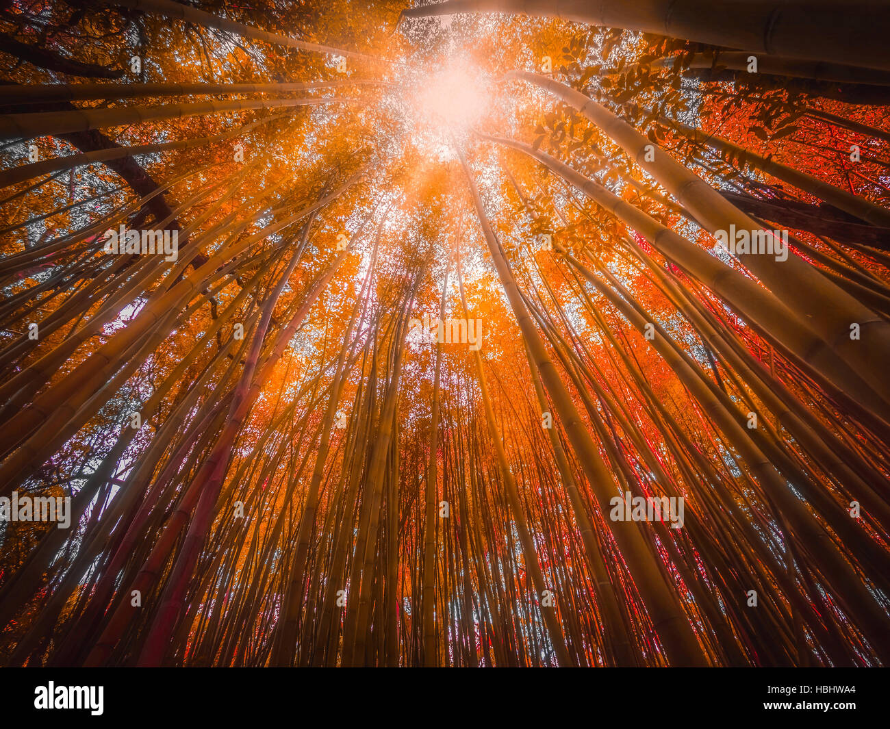 Bamboo forest in autumn Stock Photo Alamy