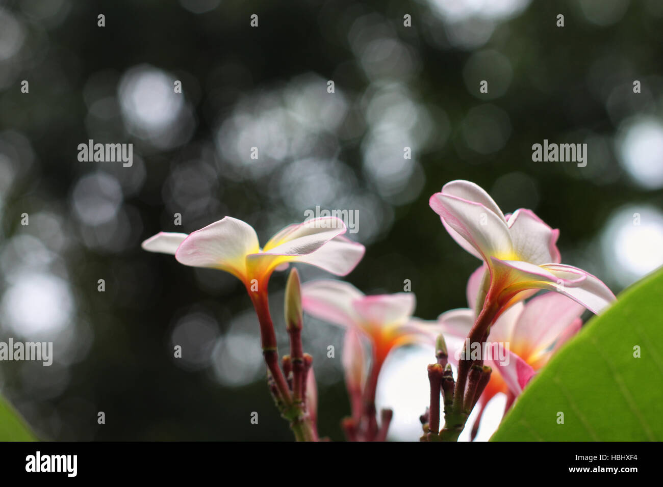 Closeup of a bunch of plumeria flowers Stock Photo