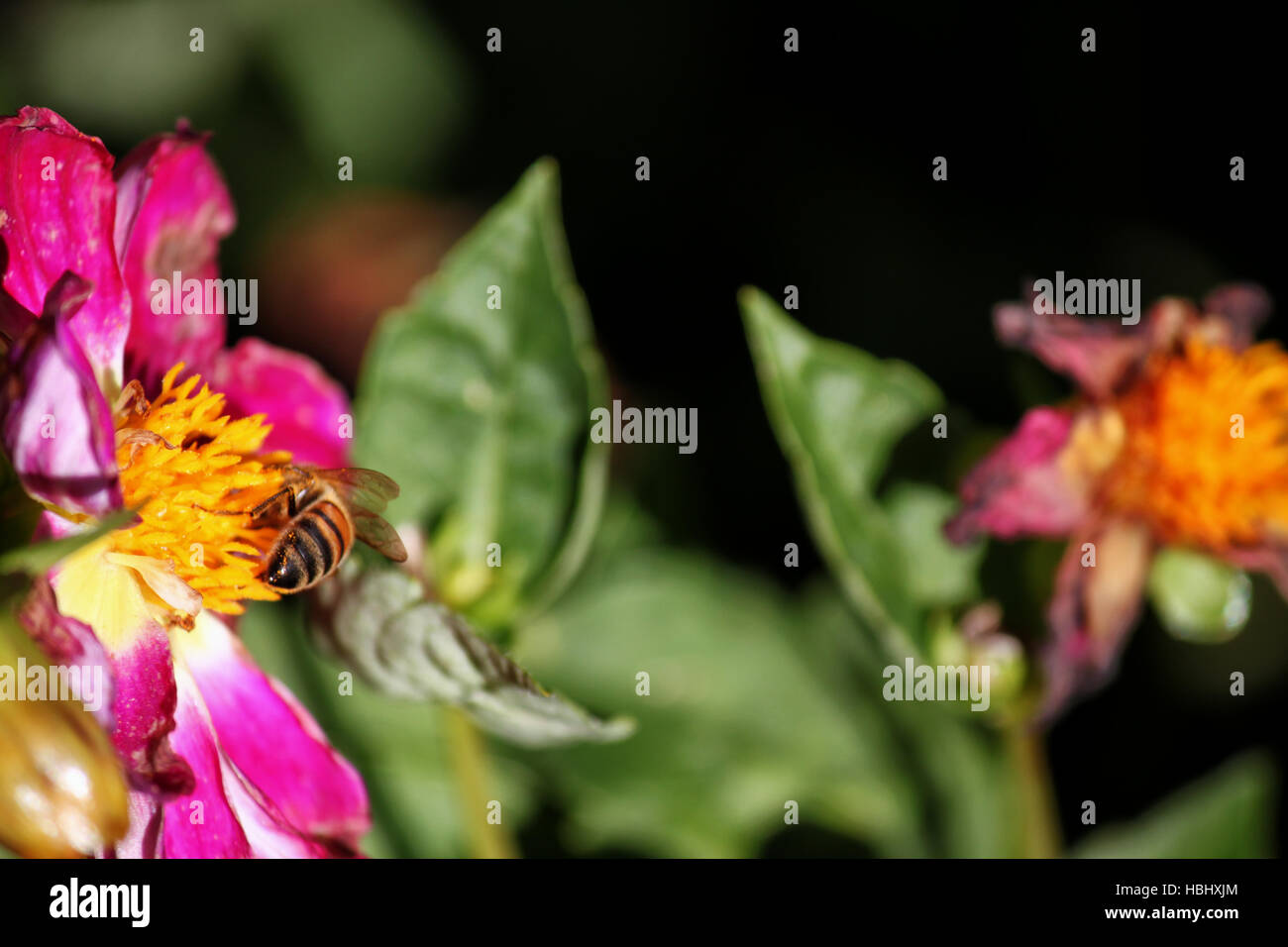 A Bee pollinates flowers Stock Photo Alamy