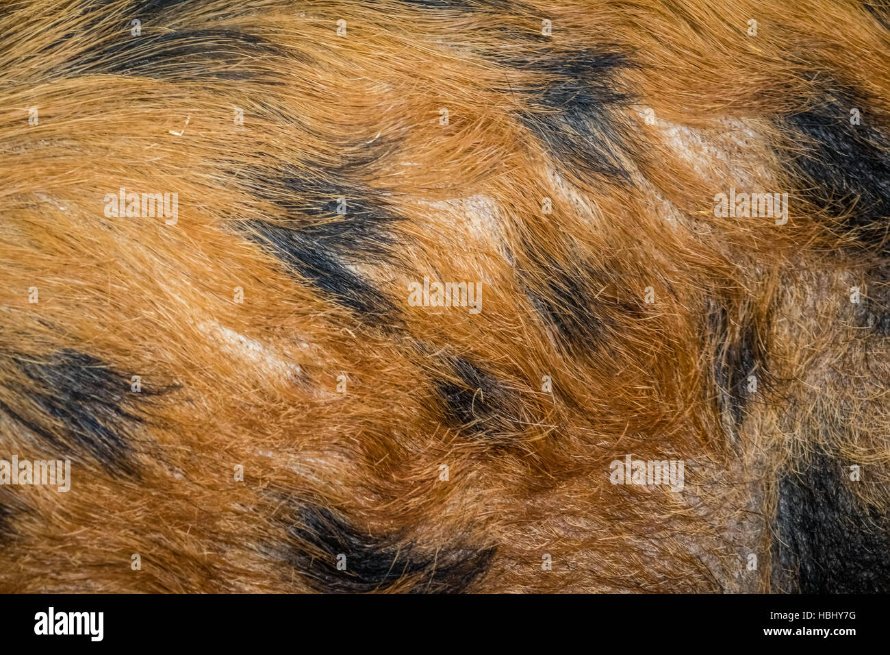 Pig Skin Close Up Stock Photo Alamy