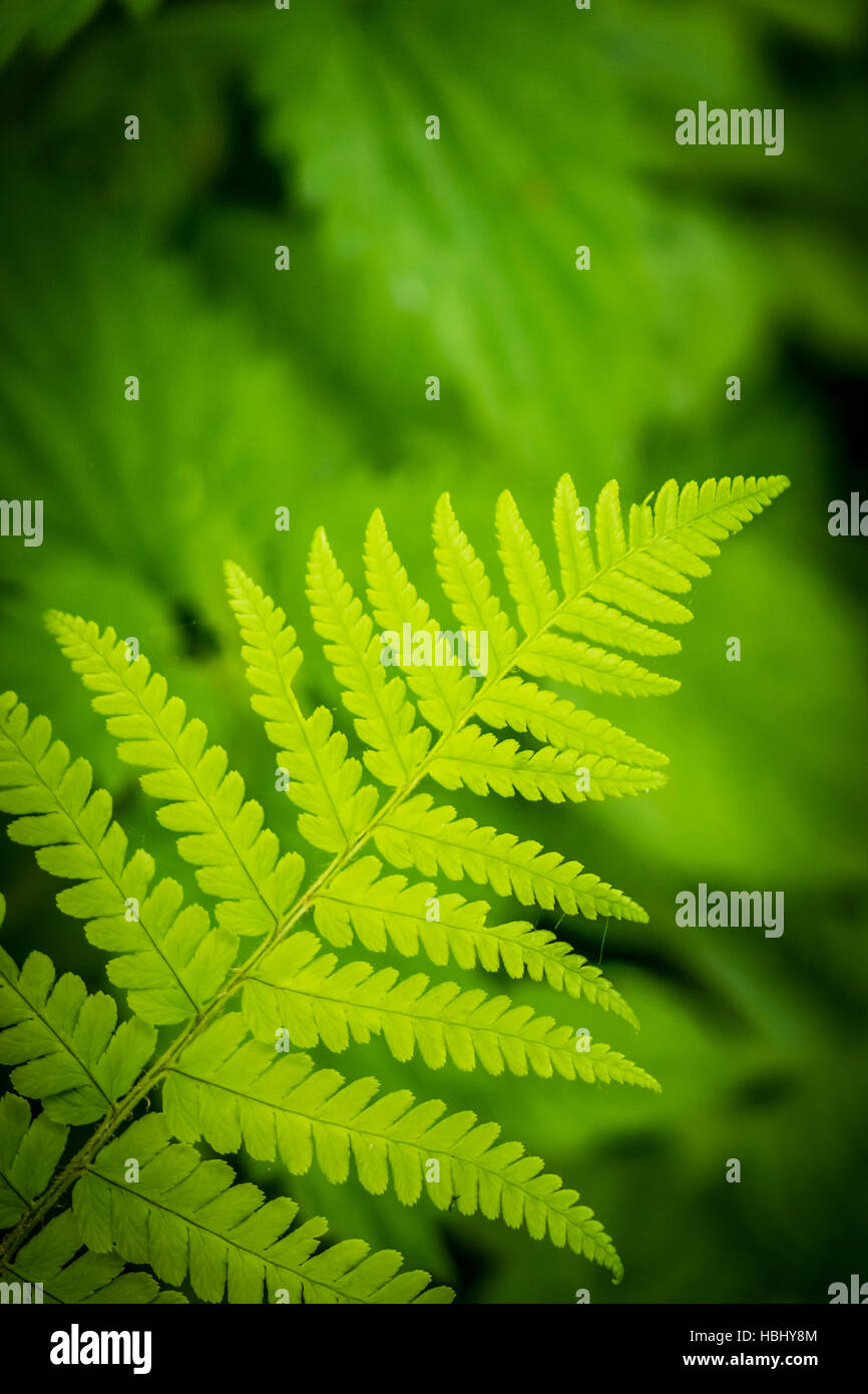 Closeup fern unrolling hi-res stock photography and images - Alamy
