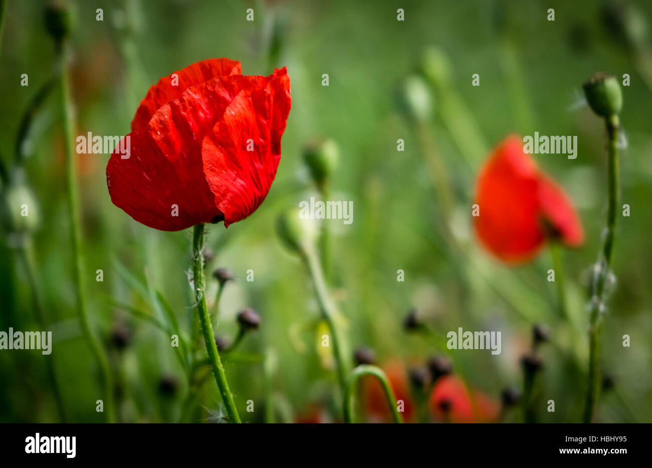 Poppy backdrop hi-res stock photography and images - Alamy