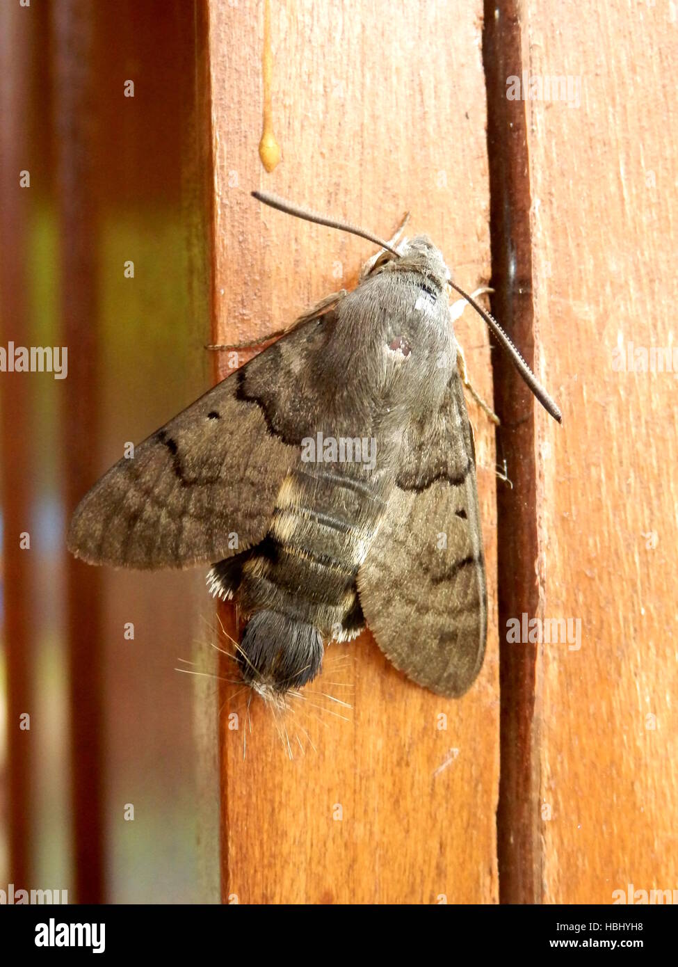 Humming Bee Hawk Moth Stock Photo