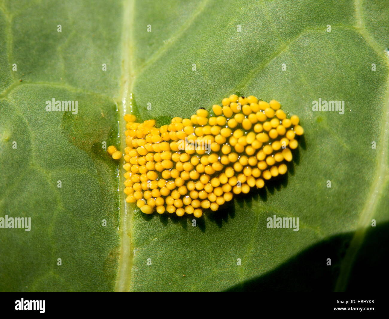 Large Cabbage White butterfly eggs Stock Photo Alamy