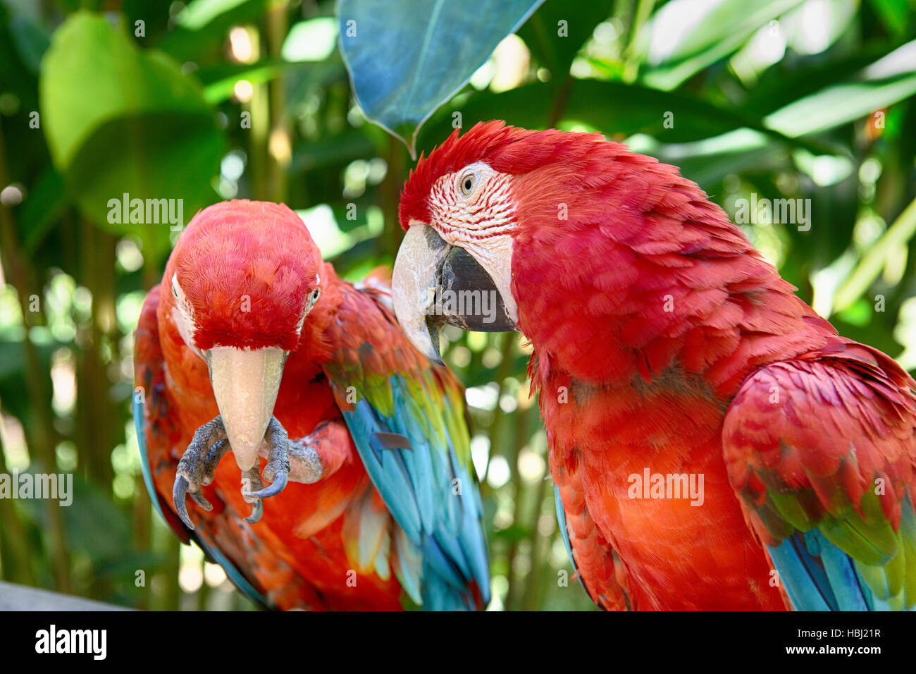 Papageien essen hires stock photography and images Alamy