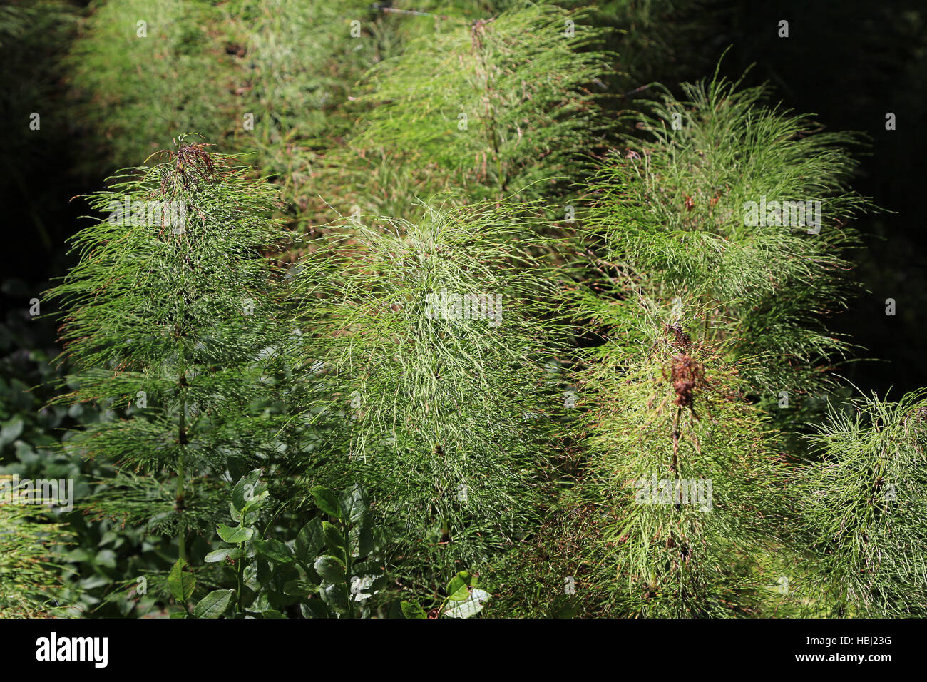 Marsh horsetail, Equisetum palustre Stock Photo