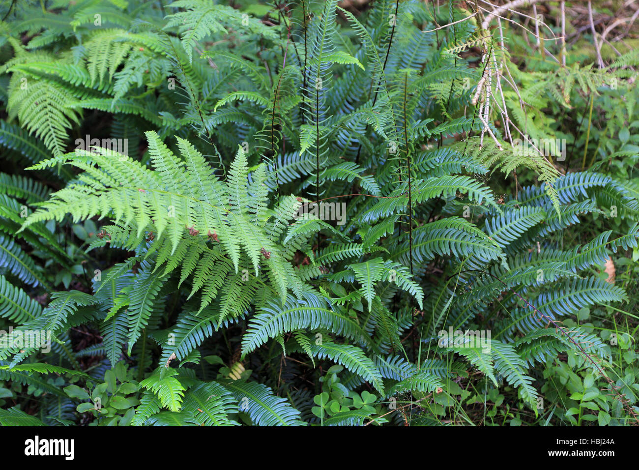 Hard fern, Blechnum spicant Stock Photo