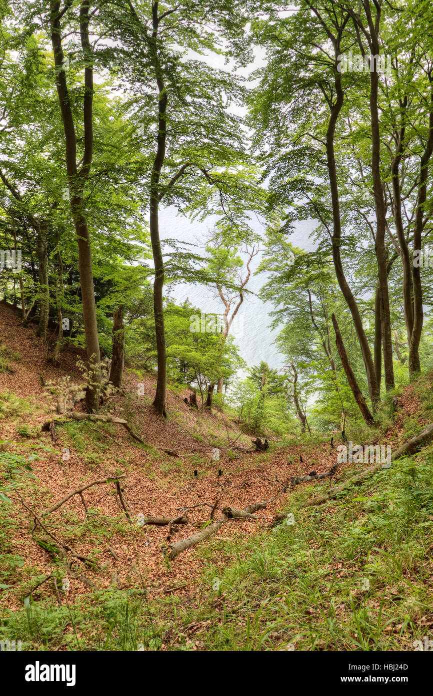 Chalk coast tree jasmund hi res stock photography and images Alamy Chalk coast tree jasmund hi res stock photography and images Alamy