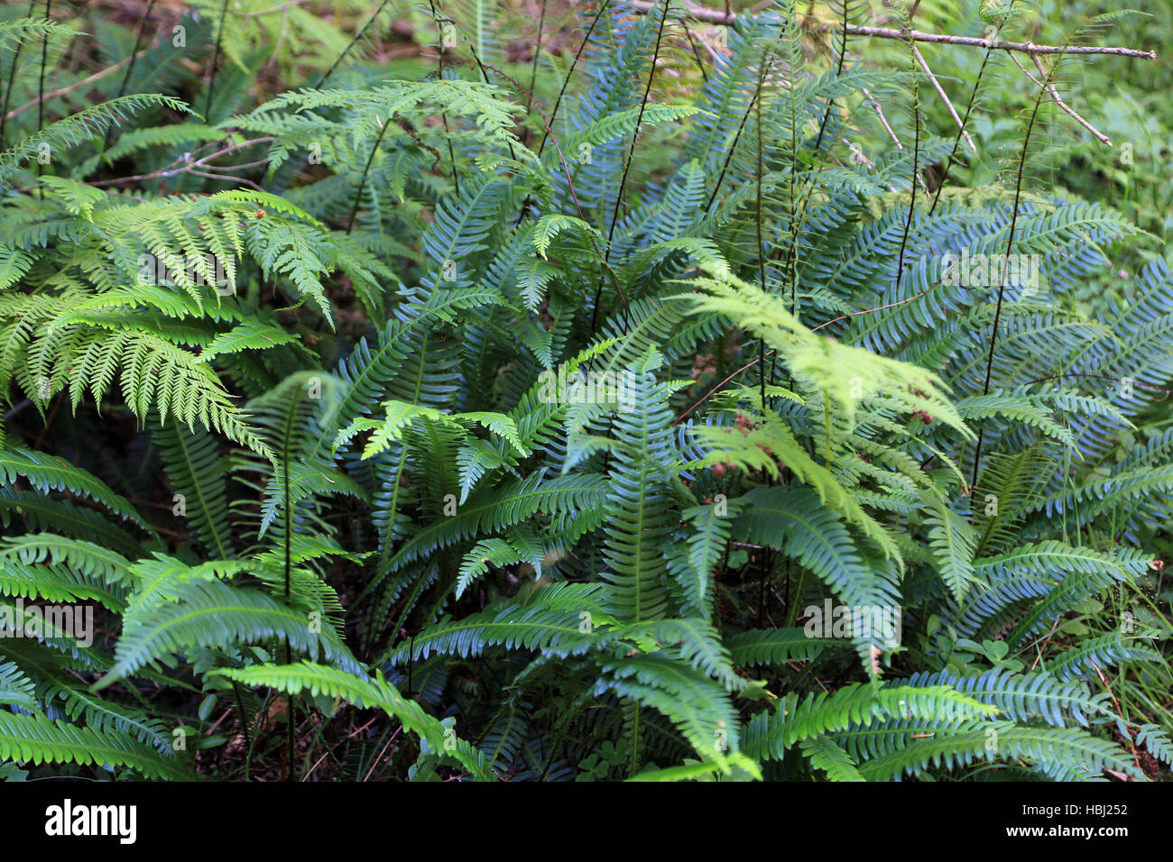 Hard fern, Blechnum spicant Stock Photo