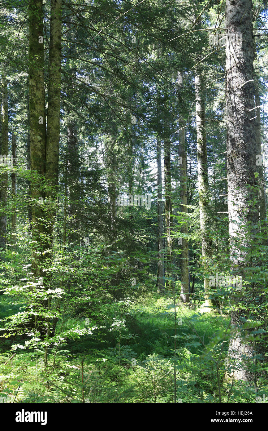 Mixed forest with natural rejuvenation Stock Photo
