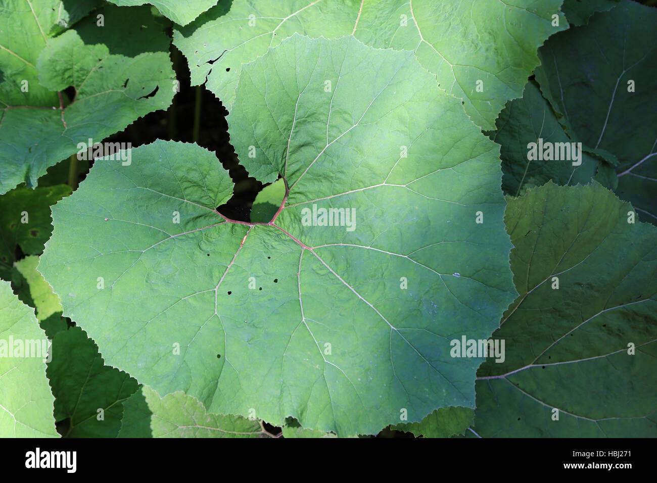 Butterbur, Petasites Stock Photo