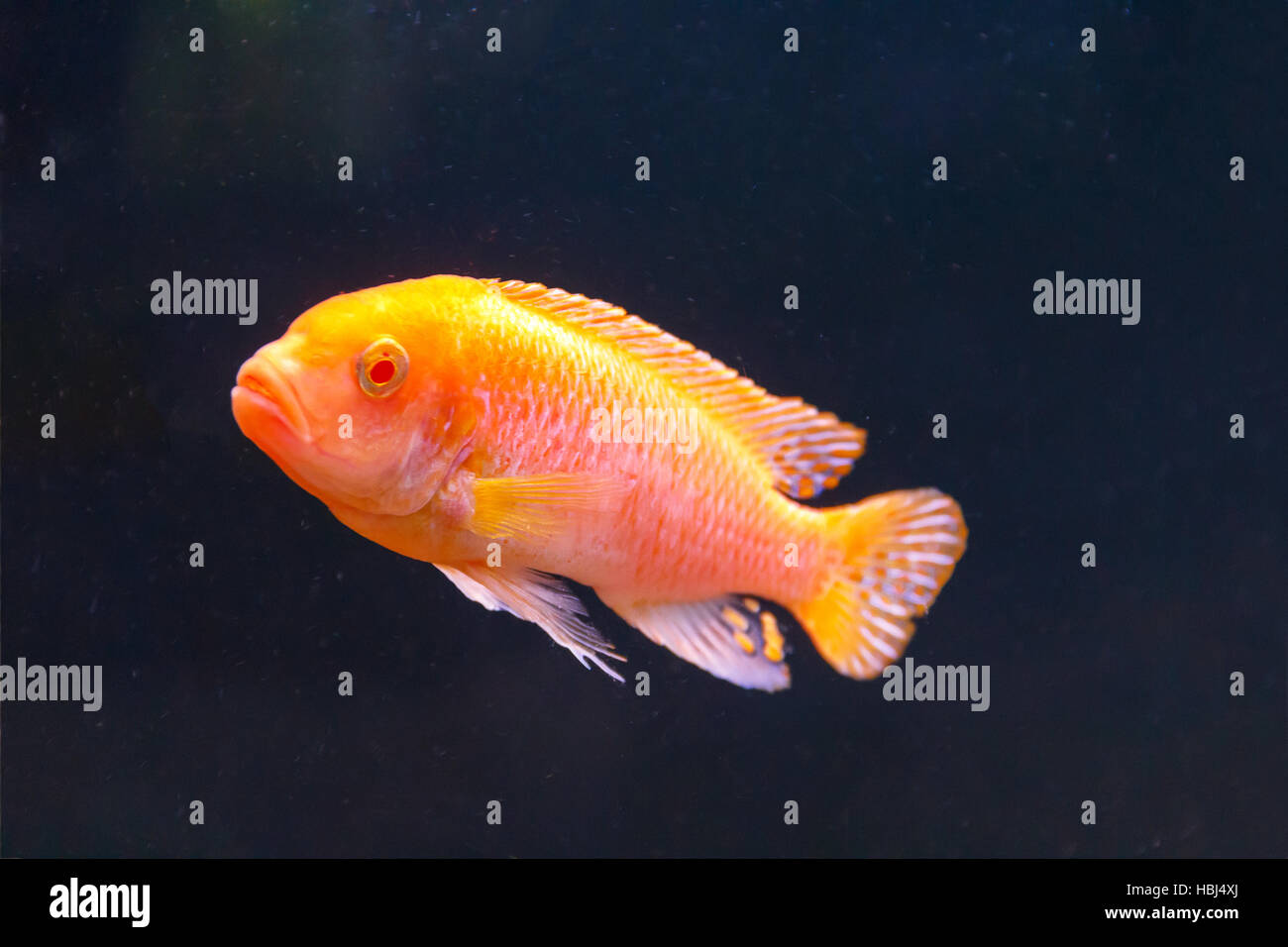One orange aulonocara fish swimmimg Stock Photo