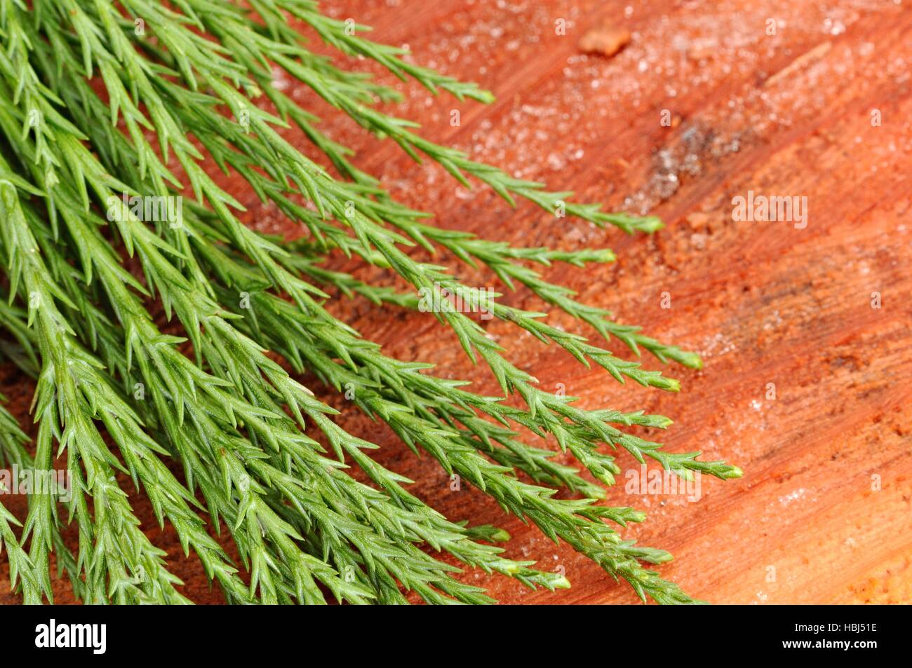 Wood and needles from Sequoia Stock Photo