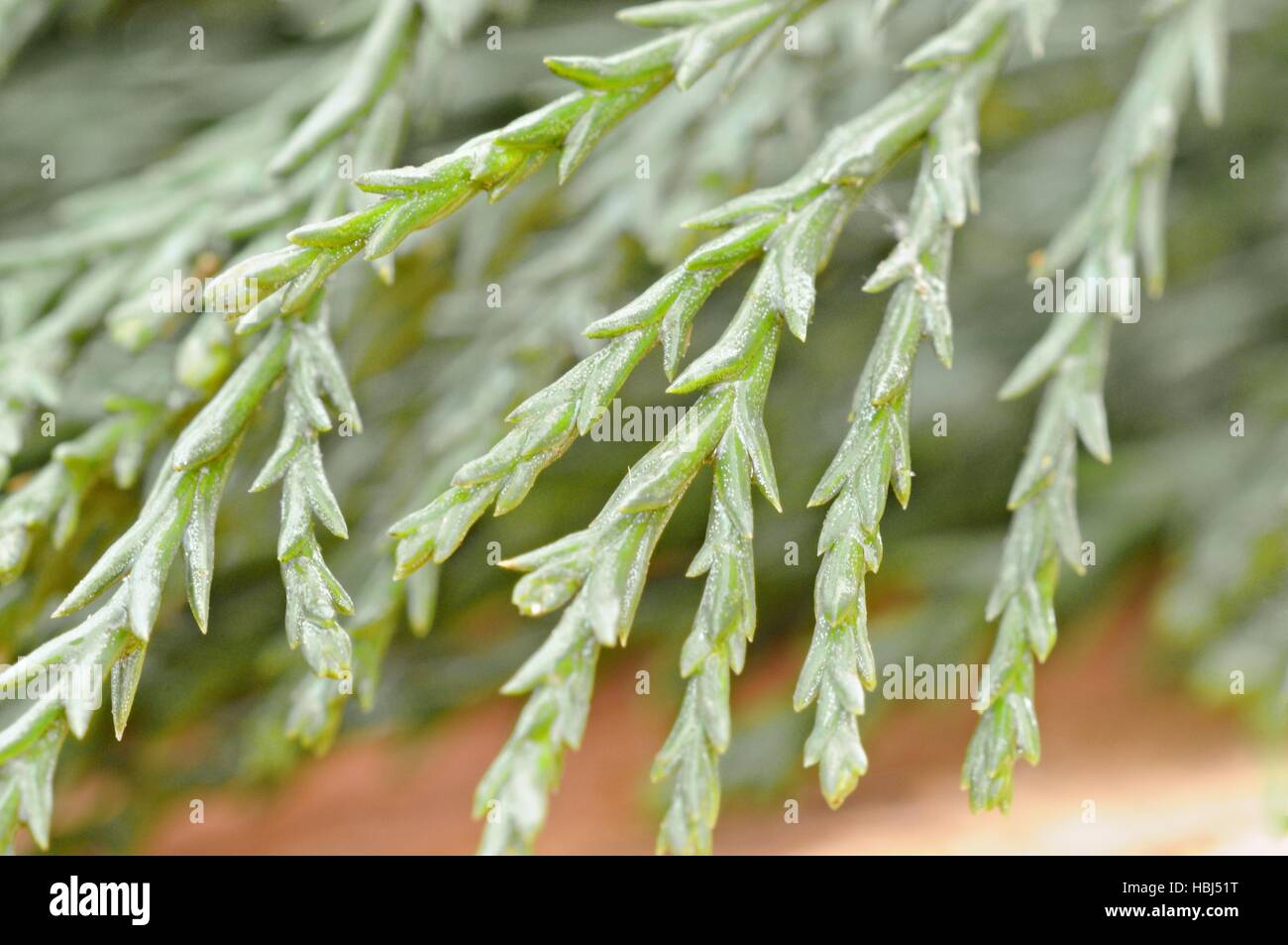 Needles from Sequoia Stock Photo