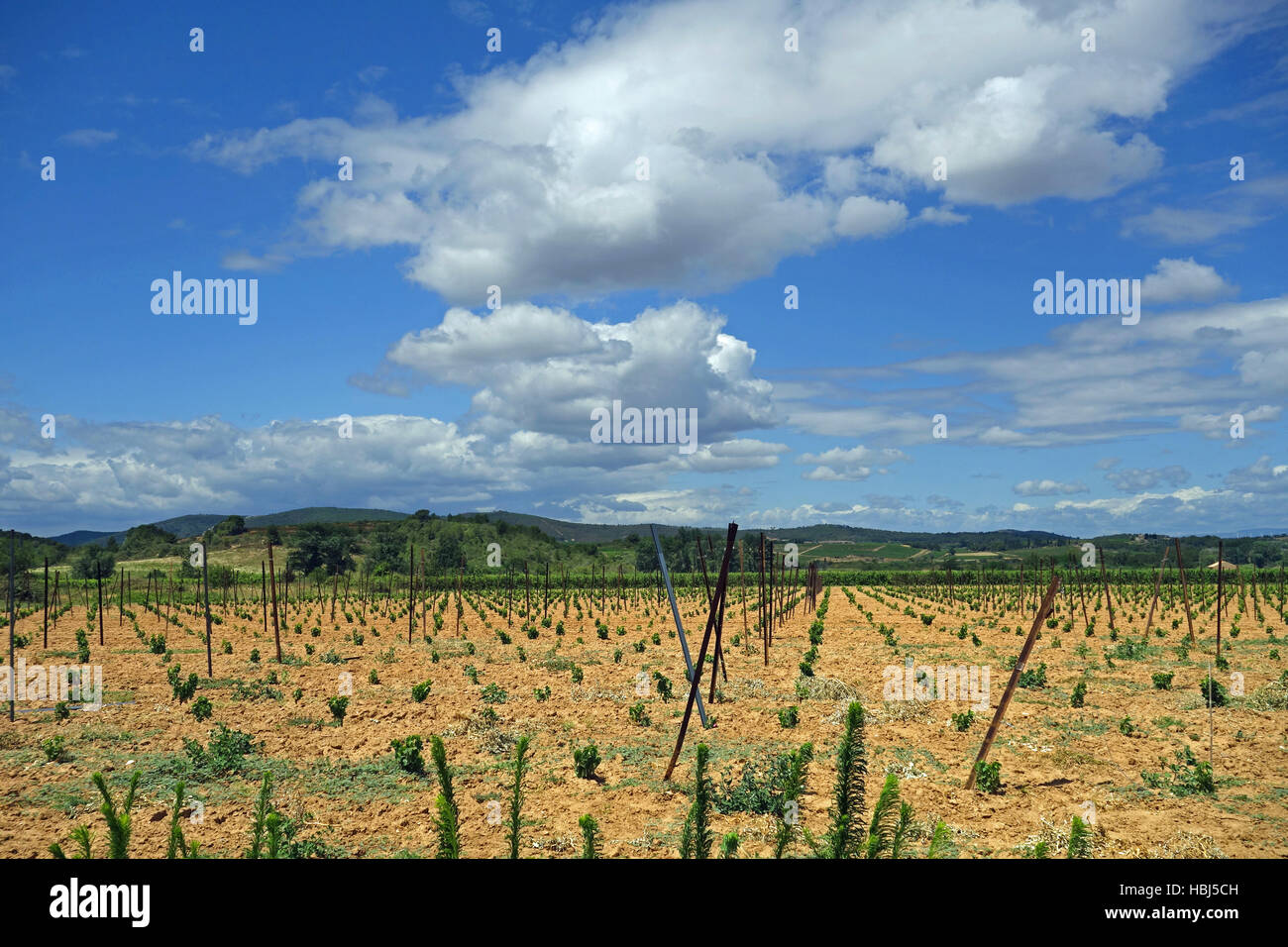 Young vines in southern France Stock Photo